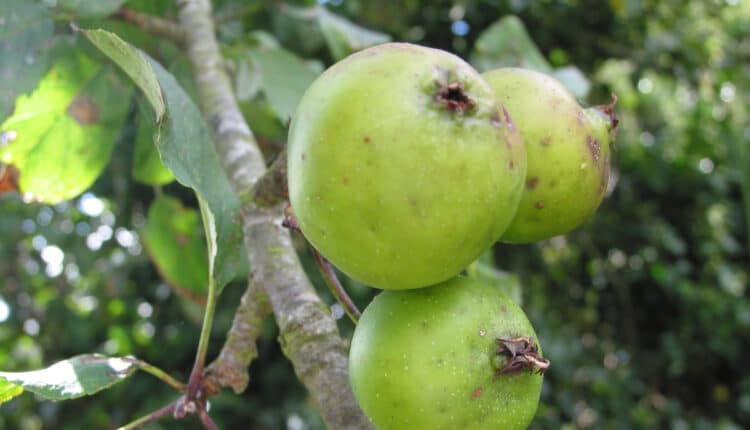 Reasons To Grow Crab Apple Trees