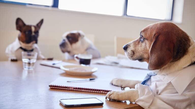 What is dawg business, and what are its benefits?